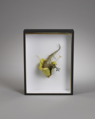 Dinosaure Fleure